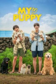 My Puppy (My Heart Puppy) (2023) บรรยายไทย