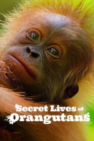 Secret Lives of Orangutans ชีวิตลับอุรังอุตัง (2024) NETFLIX บรรยายไทย